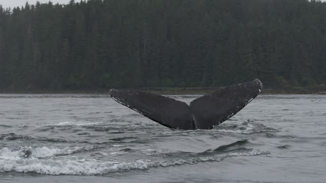 Whales in the Wild: Swimming Freely, Breathing with Elegance and Exhilaration.
