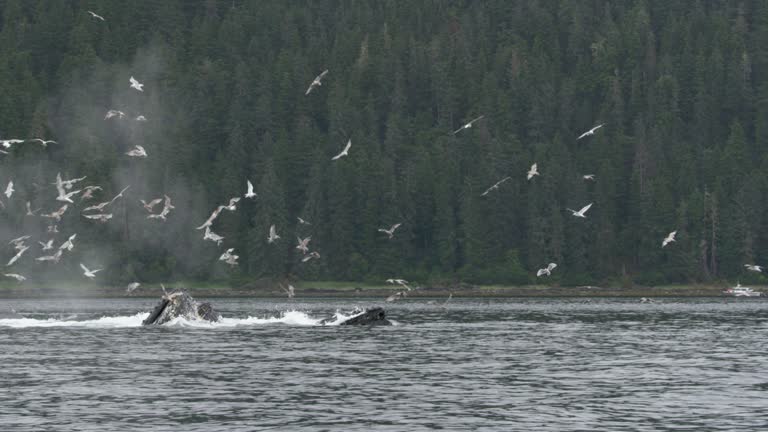 Ocean's Marvel: Blue Whales Feeding with Open Mouths as Seabirds Soar Above.