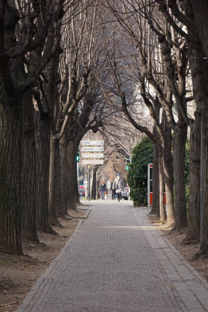 木の歩道 - branch plant part ストックフォトと画像