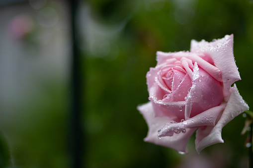 Pink rose with water drops after the rain