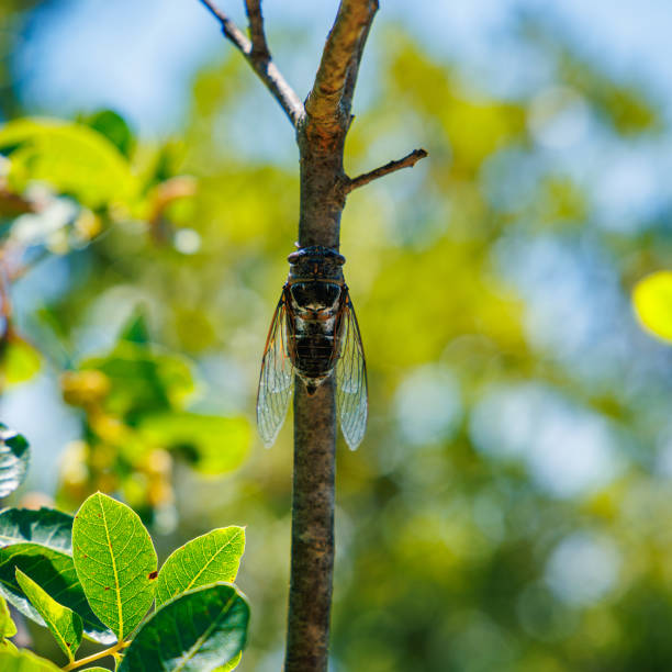istock close up on cicada on branch 1593628369