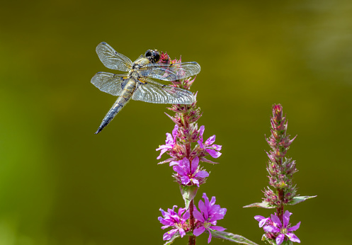 Macro of a four-spotted chaser dragnonfly on a flower