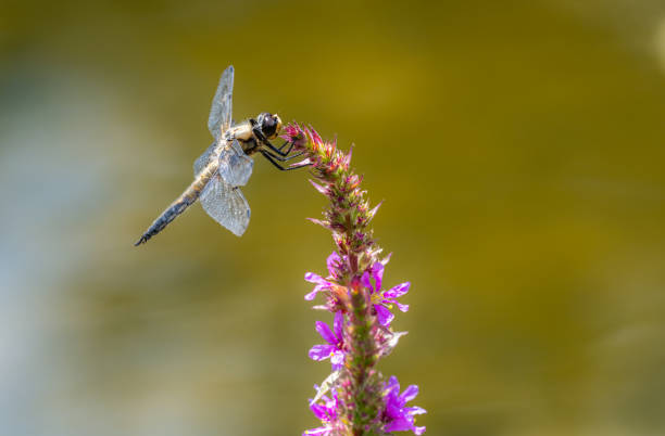 Macro of a four-spotted chaser dragnonfly on a flower