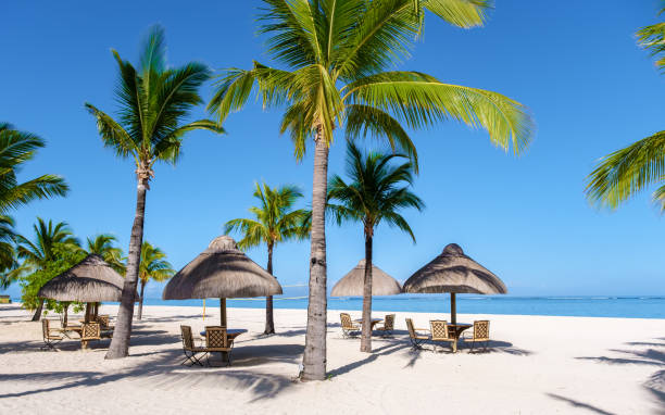 istock Le Morne beach Mauritius Tropical beach with palm trees and white sand blue ocean 1593633724