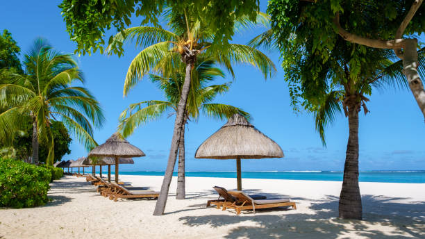 istock Le Morne beach Mauritius Tropical beach with palm trees and white sand blue ocean 1593640577