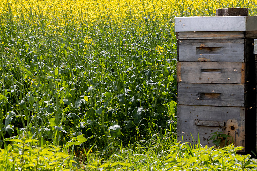 A beekeeper uses oxalic acid to remove varroa from bees