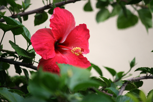 Chinese hibiscus (Hibiscus rosa-sinensis), also known as China rose, Hawaiian hibiscus, rose mallow, shoeblack plant, hardy hibiscus, rose of Sharon, shoe flower and tropical hibiscus is a species of tropical hibiscus, a flowering plant in the Hibisceae tribe of the family Malvaceae. It is widely cultivated as an ornamental plant in the tropics and subtropics, but its native range is Vanuatu. Its flowers are typically red, with five petals and prominent orange-tipped red anthers. Cultivars and hybrids have flowers in a variety of colors as well as red: white, pink, orange, peach, yellow, blue, and purple. Some plants have double flowers. A tea made from hibiscus flowers is known by many names around the world and is served both hot and cold.