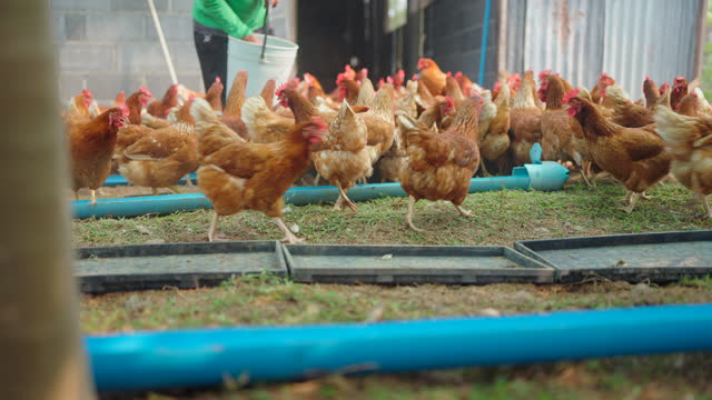 slow motion, Animal agriculture farming concept, chicken egg eating a food like a worm or insect organic raw, feed a hen in industry farm of agricultural business, fowl poultry having beak and feather