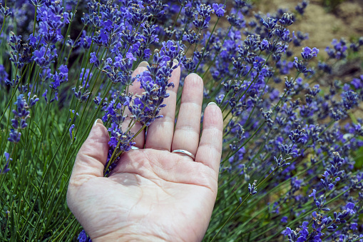 Caucasian female hand touches flowering lavender bush. Concept of respect for nature, environment. Close up.