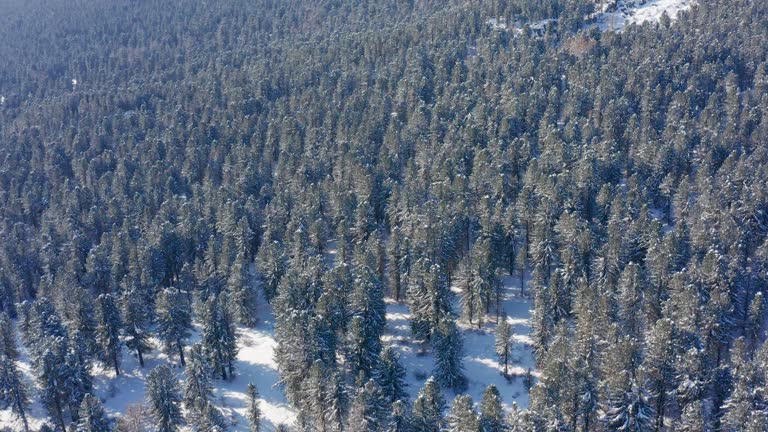 Altai mountains in winter: Seminsky Ridge, cedar forest on the Seminsky Pass. Aerial view.