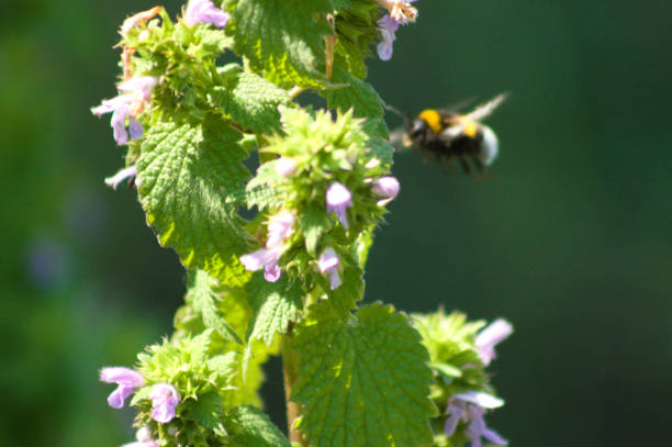 istock Closeup of black horehound flowers with selective focus on foreground 1593694193