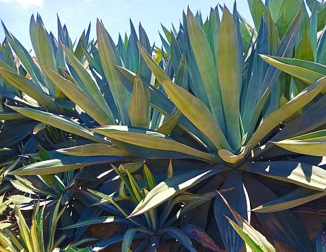 Close-up on agave bush growing with other plants around, green leaves with yellow lining and spikes on the edges, townscape in defocused background