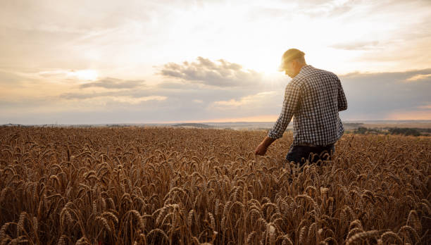Farmer checking the quality of his wheat field