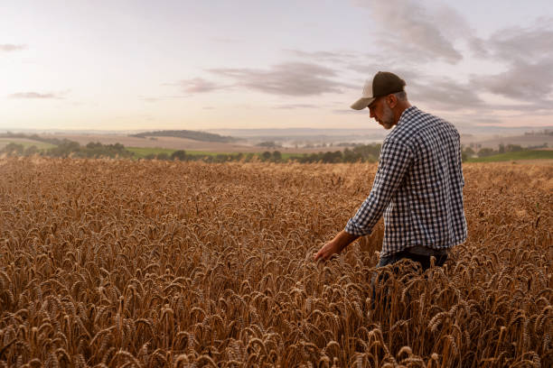 istock Farmer checking the quality of his wheat field 1593713574