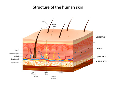 Structure of the human skin. Skin Anatomy detailed vector illustration. Layers skin: epidermis, dermis, and the hypodermis.