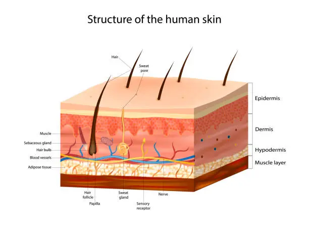 Vector illustration of Skin Anatomy detailed vector illustration. Structure of the human skin. Layers skin: epidermis, dermis, and the hypodermis.