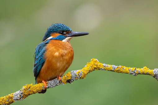 Male common kingfisher (Alcedo atthis) perching on a branchlet covered with lichen.