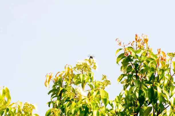 Photo of Aniseed Myrtle, Syzygium anisatum, ringwood and aniseed tree leaves and flowers, with aromatic leaves