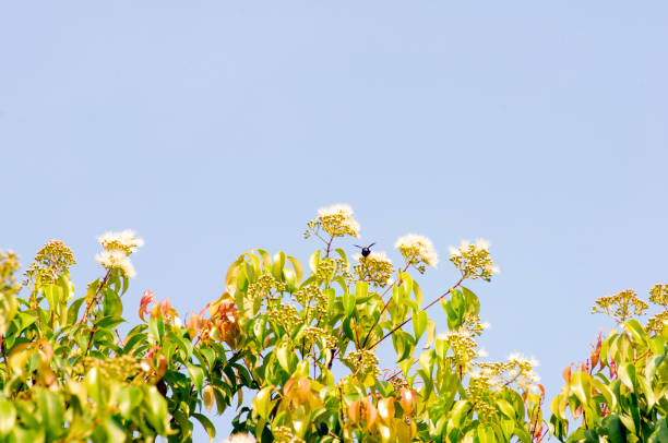 мирт анисовый, syzygium anisatum, листья и цветы кольчатого дерева и анисового дерева с ароматными листьями - ringwood стоковые фото и изображения