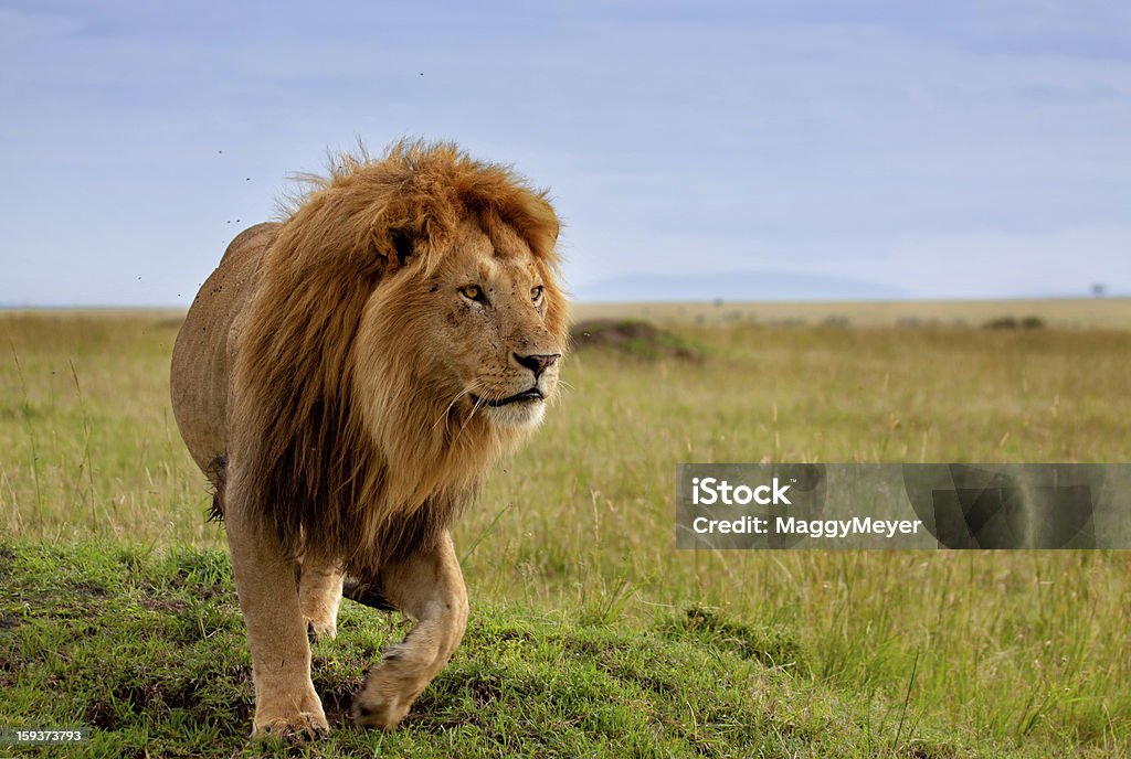 Beautiful lion of the Masai Mara Early in the morning this lion on termite hill in Masai Mara is looking for food. Lion - Feline Stock Photo