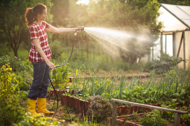 istock Woman working on organic farm 1593740655