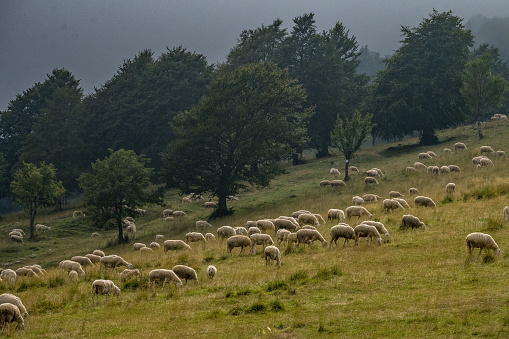 Monte baldo