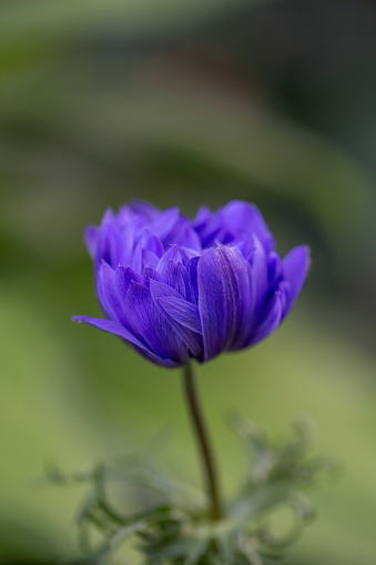 Macro shot of Allium Sphaerocephalon flower