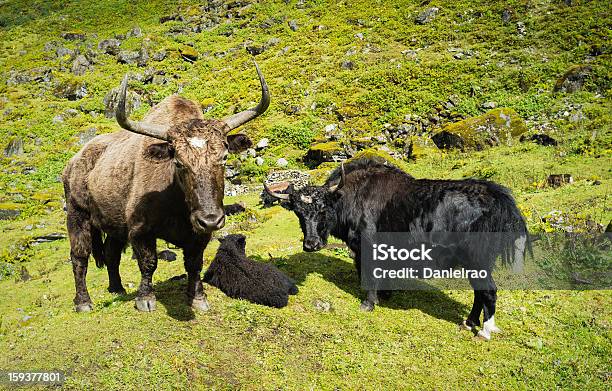 Yaks Tawang Arunachal Pradesh India Stock Photo - Download Image Now -  Animal, Arunachal Pradesh, Grazing - iStock