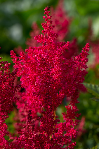 Blooming red flowers of Astilbe macro photography on a summer day. Tall flowering plant of false spirea with small red flowers close-up photo in summer.