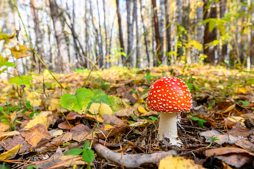 Close-up picture of a Amanita poisonous mushroom in nature