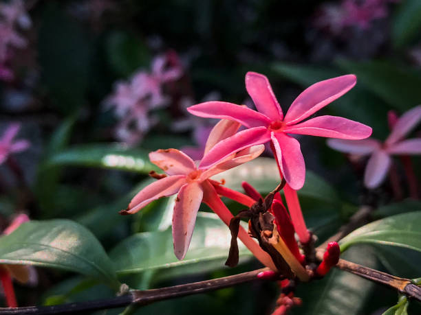 istock Dramatic Rangoon Creeper in the morning. Close-up photography 1593785107