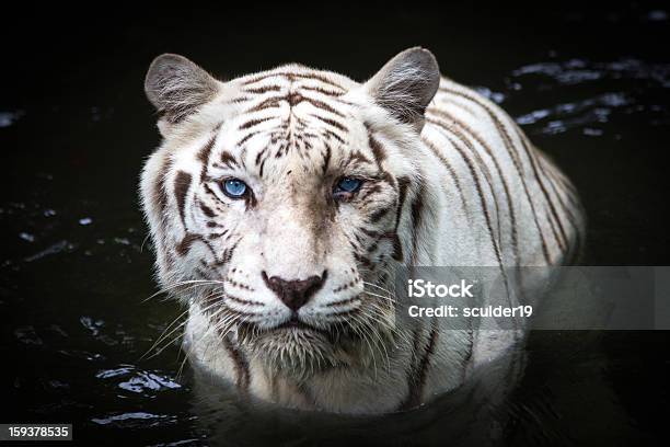 Tigre Bianca - Fotografie stock e altre immagini di Tigre bianca - Tigre bianca, Tigre, Occhi azzurri