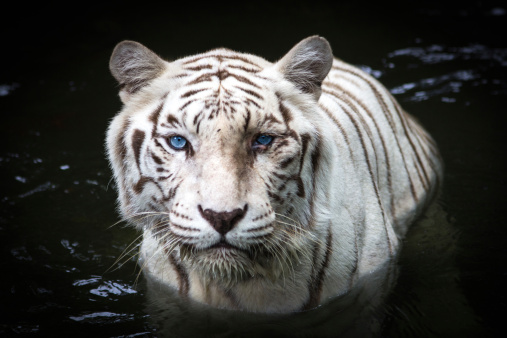 Close up of white tiger with blue eyes on water