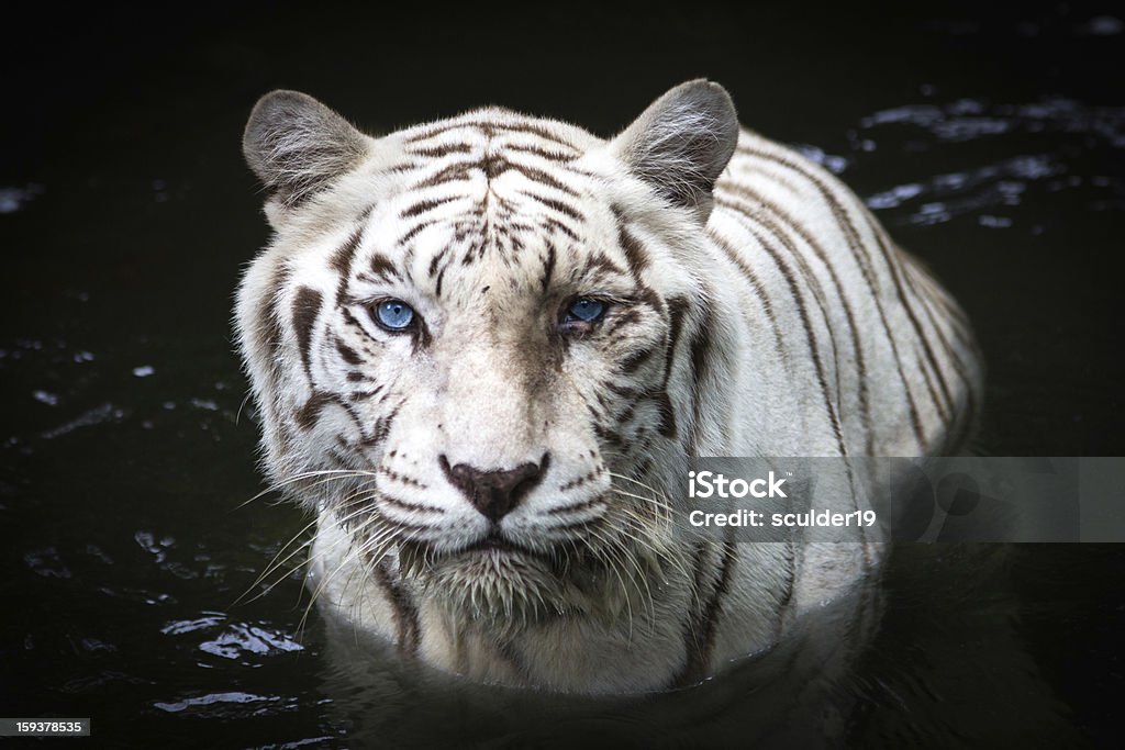 White Tiger Close up of white tiger with blue eyes on water White Tiger Stock Photo