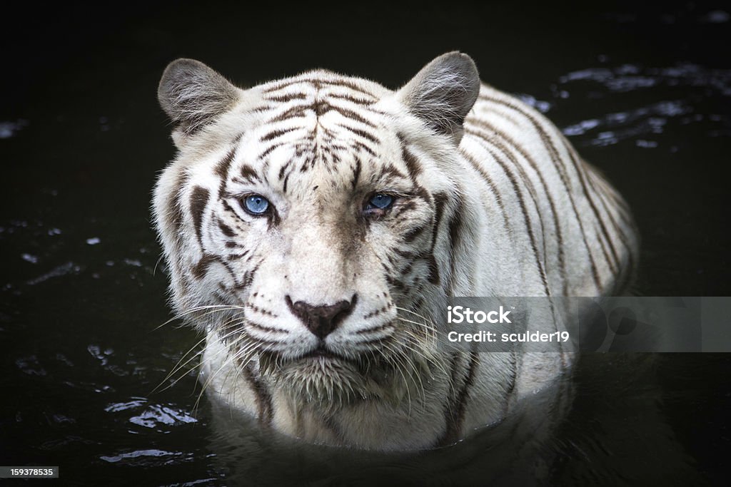 Tigre-branco - Royalty-free Tigre-branco Foto de stock