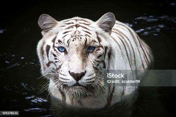 Tigrebranco - Fotografias de stock e mais imagens de Tigre-branco - Tigre-branco, Tigre, Olhos Azuis