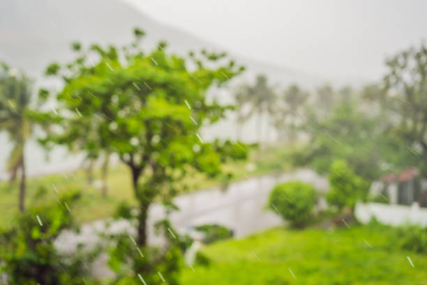 istock Tropical storm, heavy rain and high winds in tropical climates 1593792704