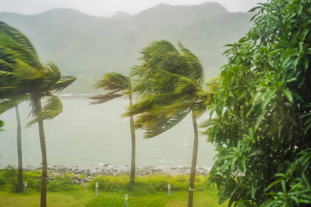 istock Tropical storm, heavy rain and high winds in tropical climates 1593792715