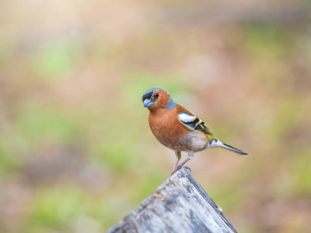istock Common chaffinch, Fringilla coelebs, sits on a tree. Common chaffinch in wildlife. 1593796022