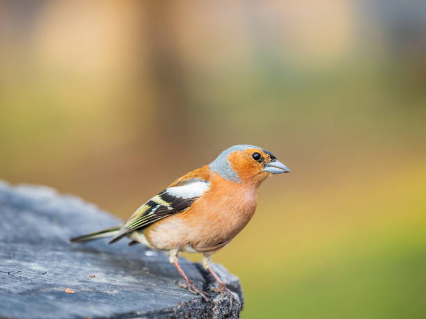 istock Common chaffinch, Fringilla coelebs, sits on a tree. Common chaffinch in wildlife. 1593796024