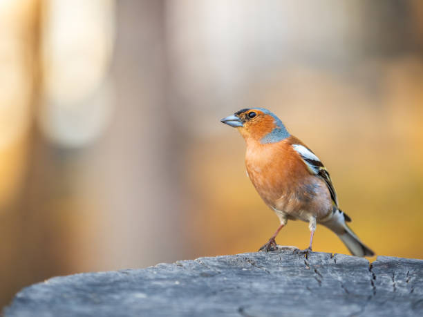 istock Common chaffinch, Fringilla coelebs, sits on a tree. Common chaffinch in wildlife. 1593796536