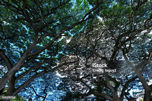 Drzewo W Waimea Park Oahu - zdjęcia stockowe i więcej obrazów Bez ludzi - Bez ludzi, Drzewo, Fotografika