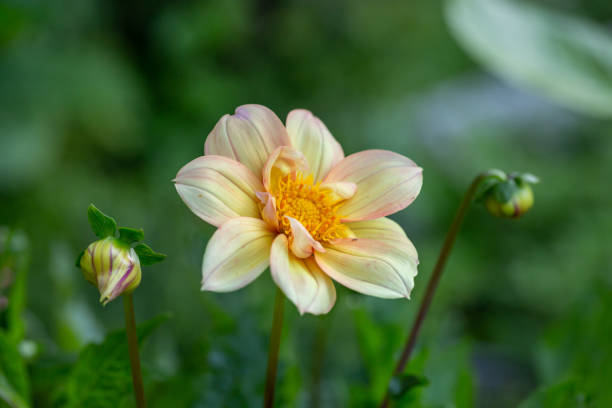 夏の晴れた日にピンクの黄色のダリアの花を咲かせるマクロ撮影。 - flower arrangement wildflower bouquet dahlia ストックフォトと画像