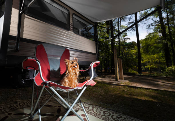 istock Yorkie waiting patiently in camp 1593809349