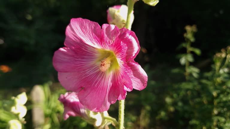 Pink flower of the hollyhock on a stem close-up