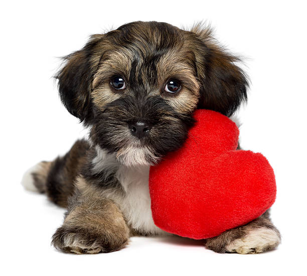 istock Lover Valentine Havanese puppy dog 159382159