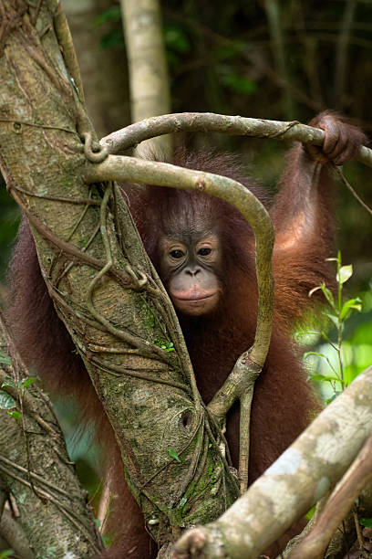 Baby Orangutan behind tree stock photo