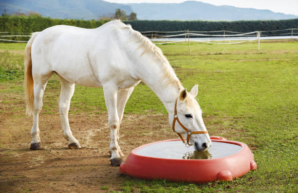 istock Close up horse drinking water. 1593823147