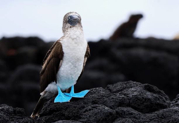 booby dai piedi blu con la silhouette dell'iguana marina sullo sfondo - galapagos islands bird booby ecuador foto e immagini stock