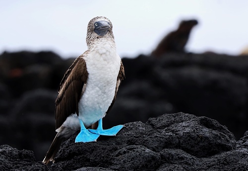 Sharp image of blue footed booby stood on lava rock. In the background is a silhouette of a marine iguana climbing up the rocks.  Gives a little different perspective than just the booby.